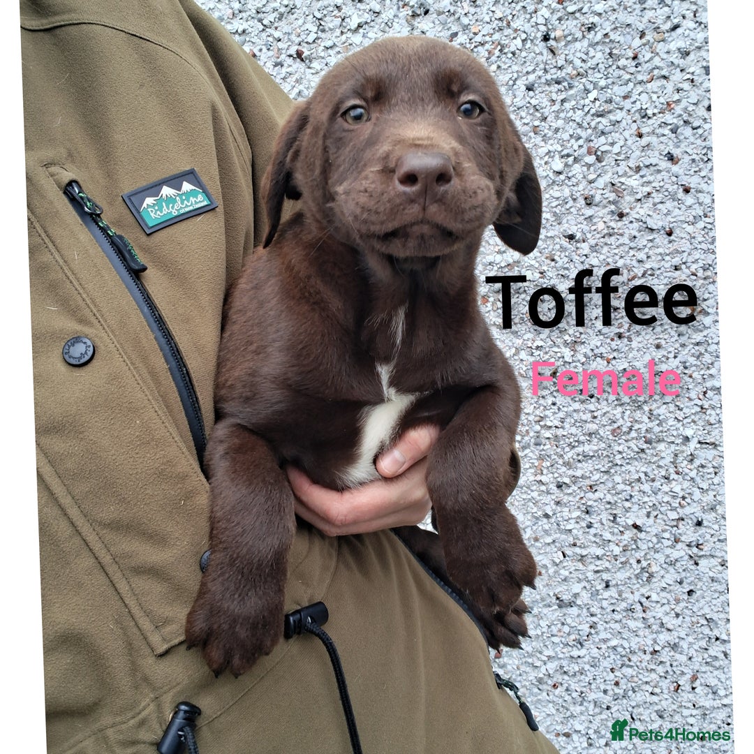 Borador dogs for sale: Chunky Chocolate Puppies  - Image 15