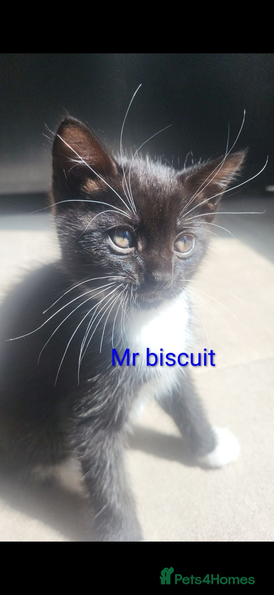 Mixed Breed cats Cute kittens needing homes - Advert 1