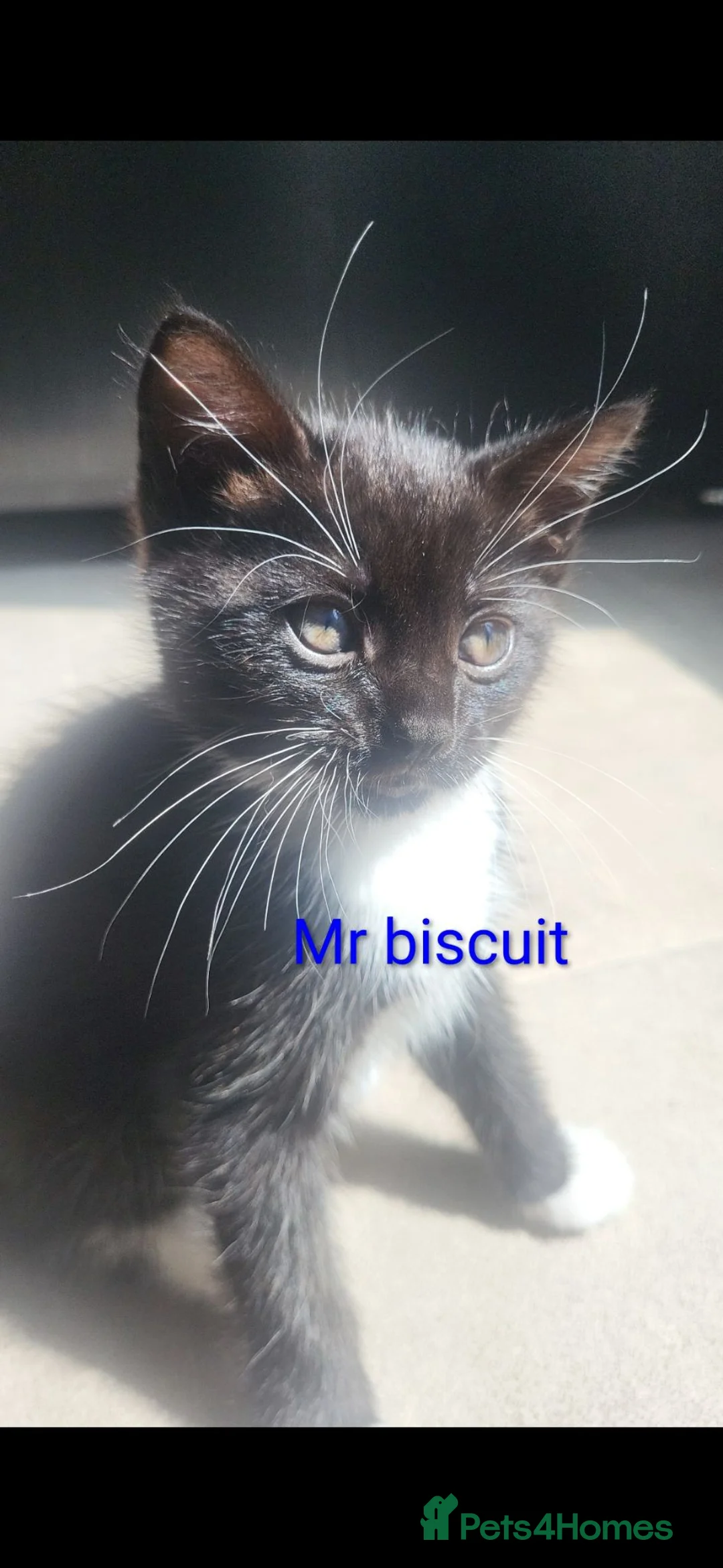 Mixed Breed cats for adoption: 8 Week old, Cute kittens needing homes - Advert 1