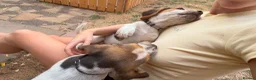Beagle dogs for sale: 🐶Beagle Puppies 2 Girls for Sale🐶 - Advert 6