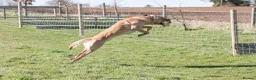 Labrador Retriever dogs for sale: 5 Male yellow Labradors available  in Norwich - Advert 5