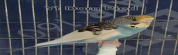 Budgerigars birds for sale: Rare Budgies - Advert 10