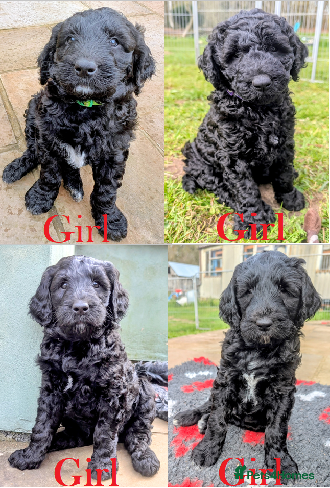 Labradoodle dogs Standard Labradoodle F3/multigen Puppies - Advert 1