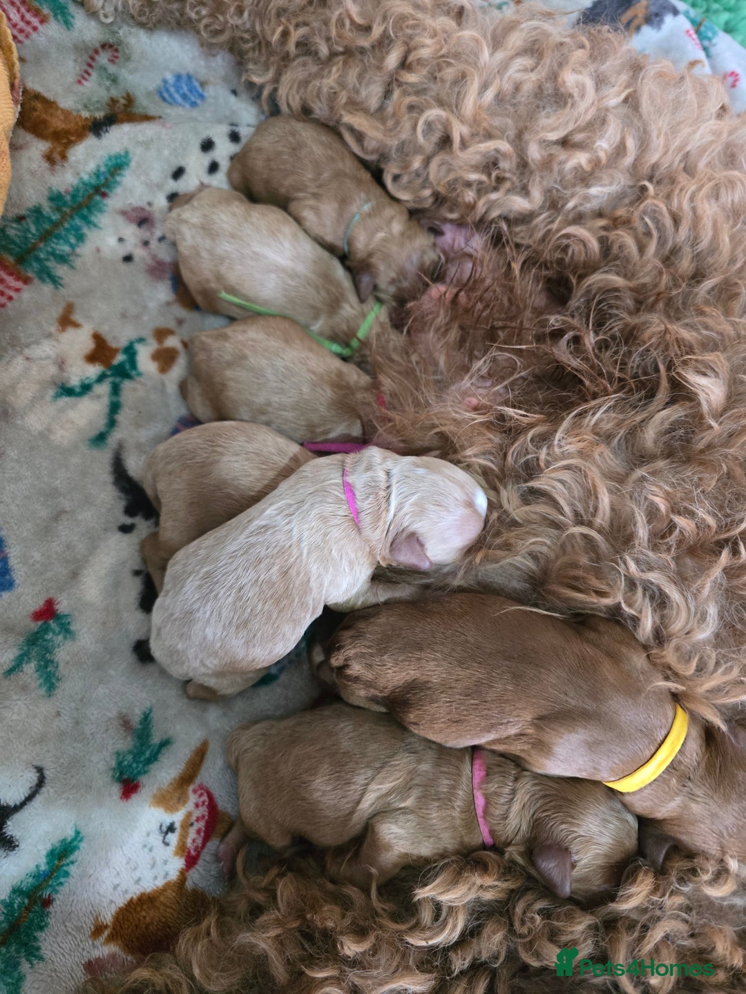 Cockapoo dogs for sale: American cockerpoo licensed Breeder health tested  - Image 2