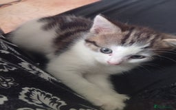Mixed Breed cats for sale: Lovely female look for home - Image 2