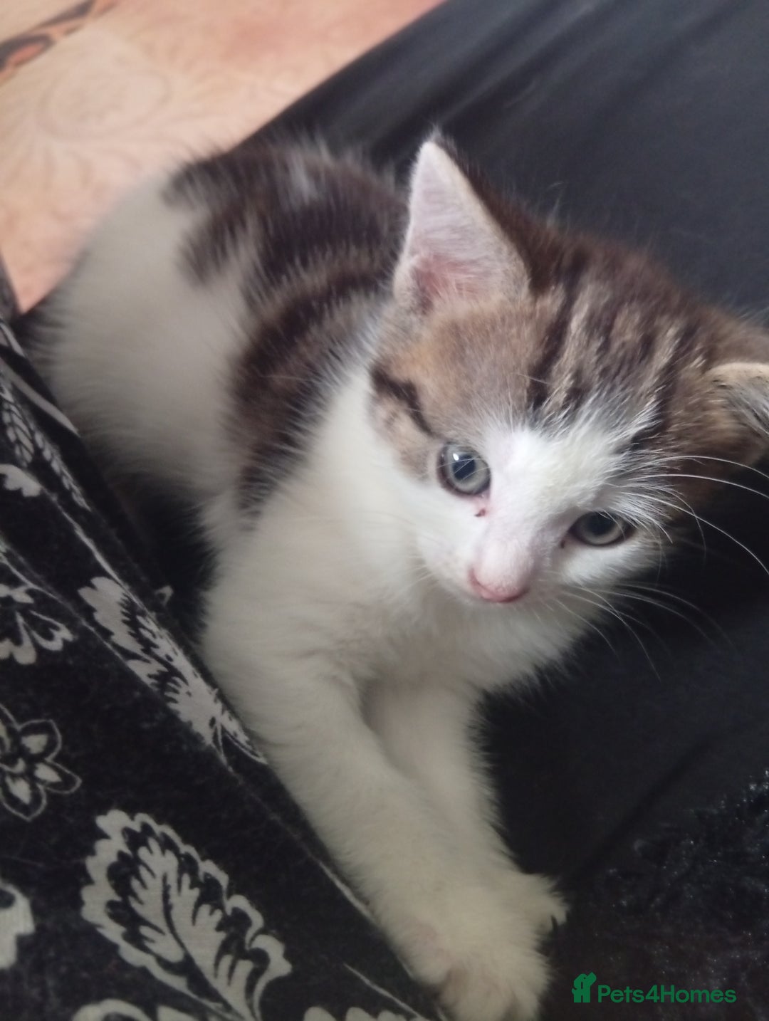 Mixed Breed cats for sale: Lovely female look for home - Image 2