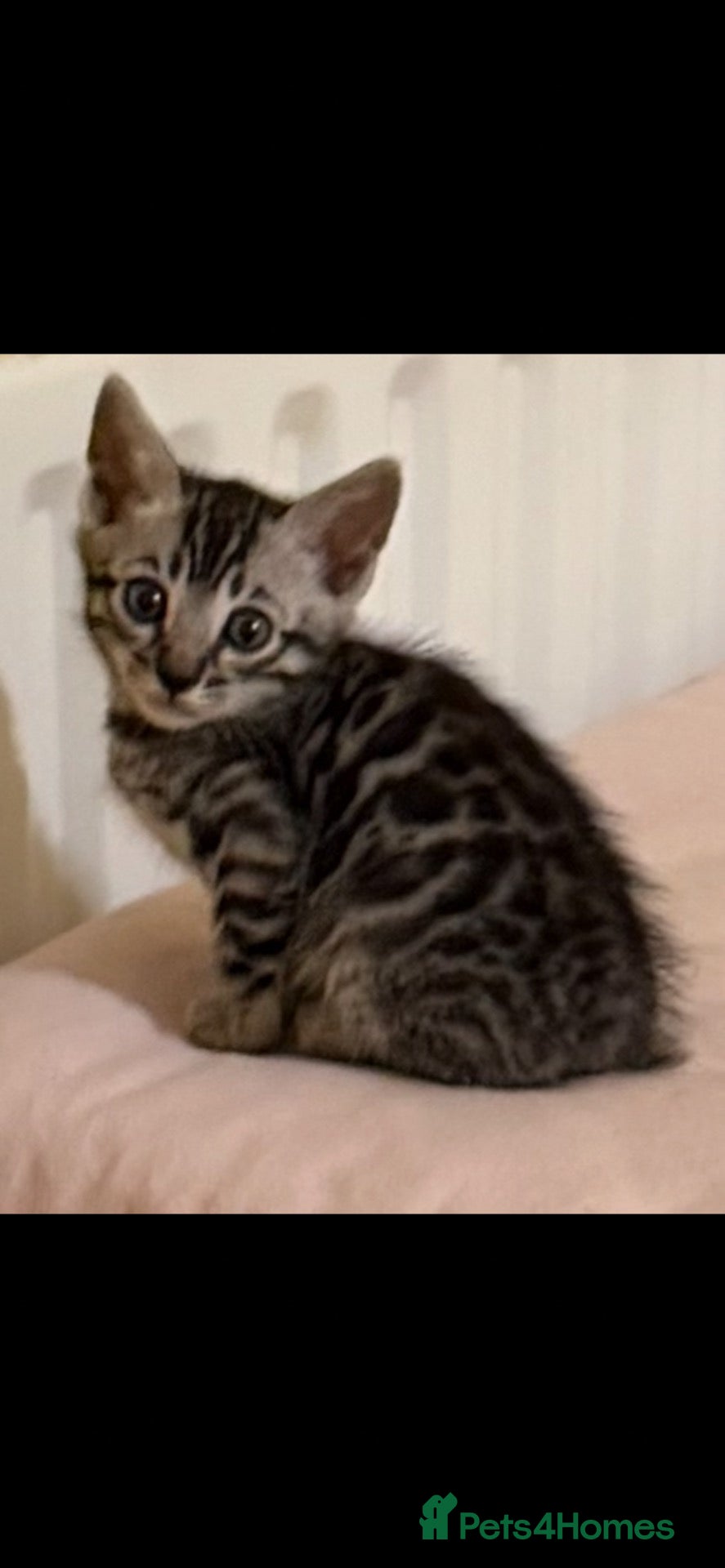 Bengal cats BENGAL 🔥 KITTENS, TICA REGISTERED 🩶  - Advert 10