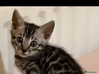 Bengal cats BENGAL 🔥 KITTENS, TICA REGISTERED 🩶 - Advert 10