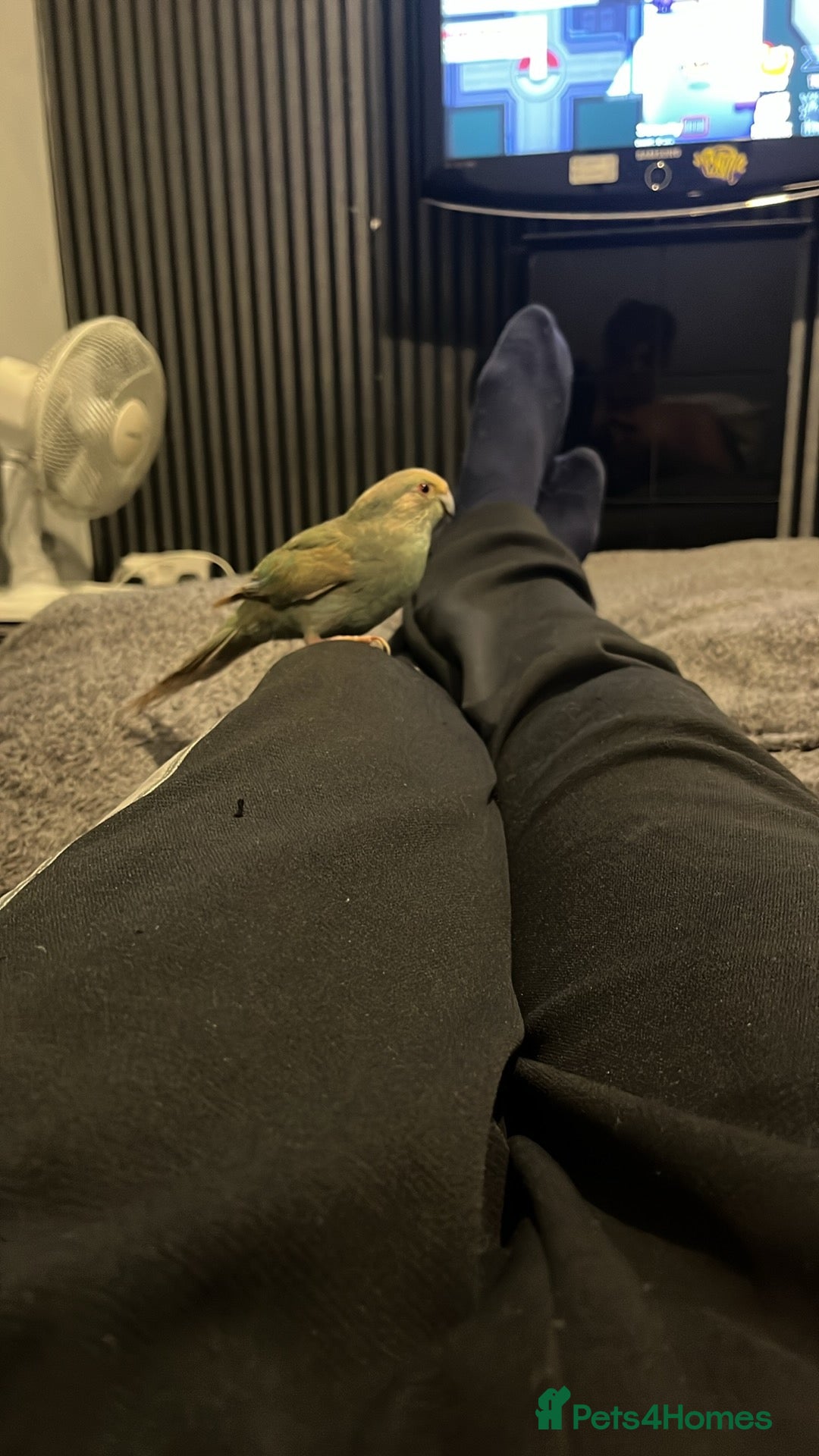 Parakeets birds for sale: Hen kakariki - Advert 2