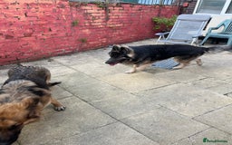 German Shepherd dogs for stud: Blue kc gsd stud  in Oldham - Image 12