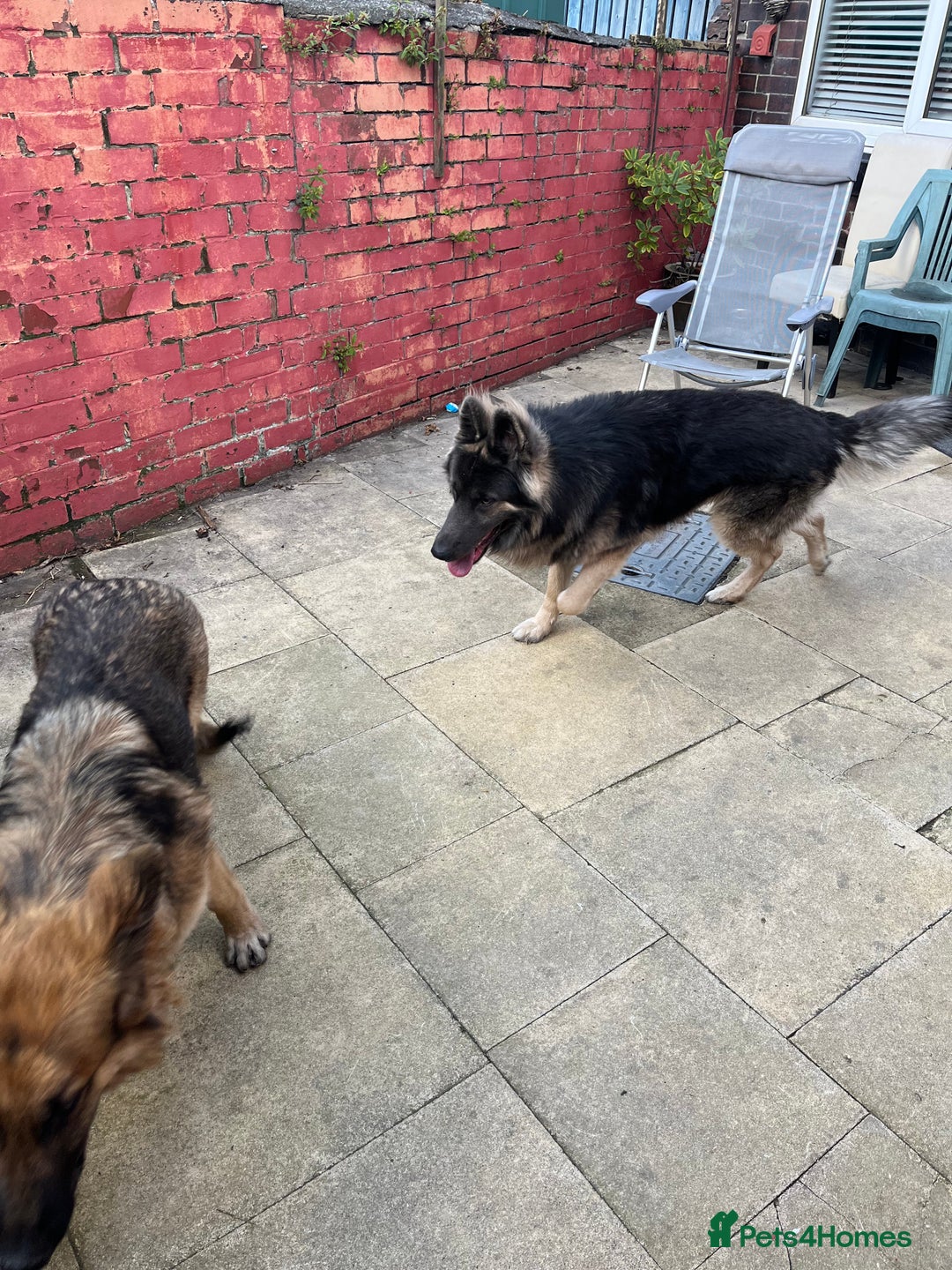 German Shepherd dogs for stud: Blue kc gsd stud  in Oldham - Image 12