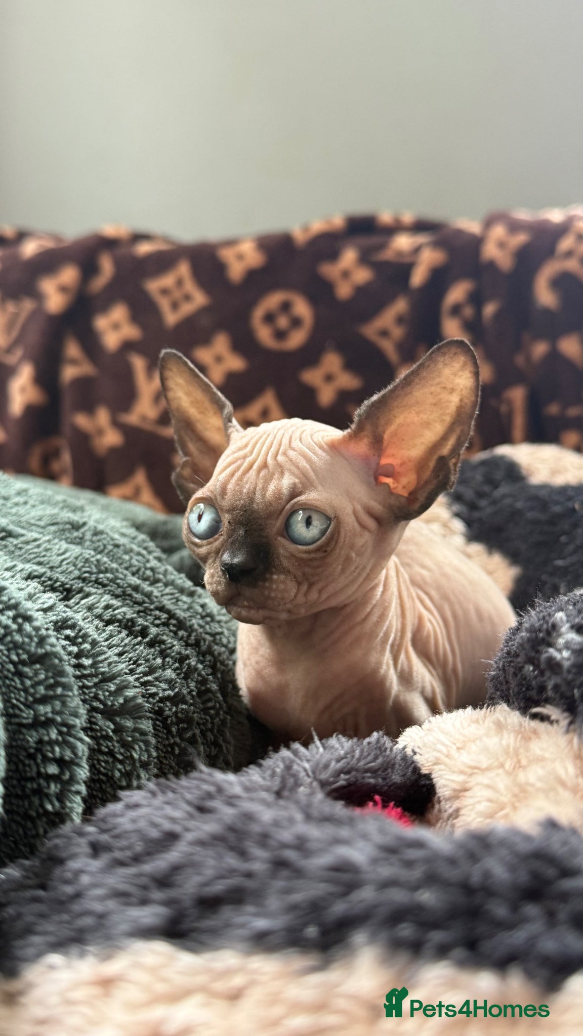 Sphynx cats Beautiful Canadian Sphynx Boy – Ready for His Home - Advert 5