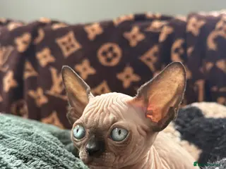 Sphynx cats Beautiful Canadian Sphynx Boy – Ready for His Home - Advert 15