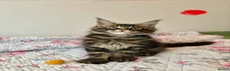 Maine Coon cats for sale: Full Maine Coon Kittens - Advert 25