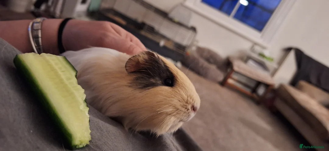 Guinea Pig rodents for sale: Beautiful male Guinea pig - Advert 2