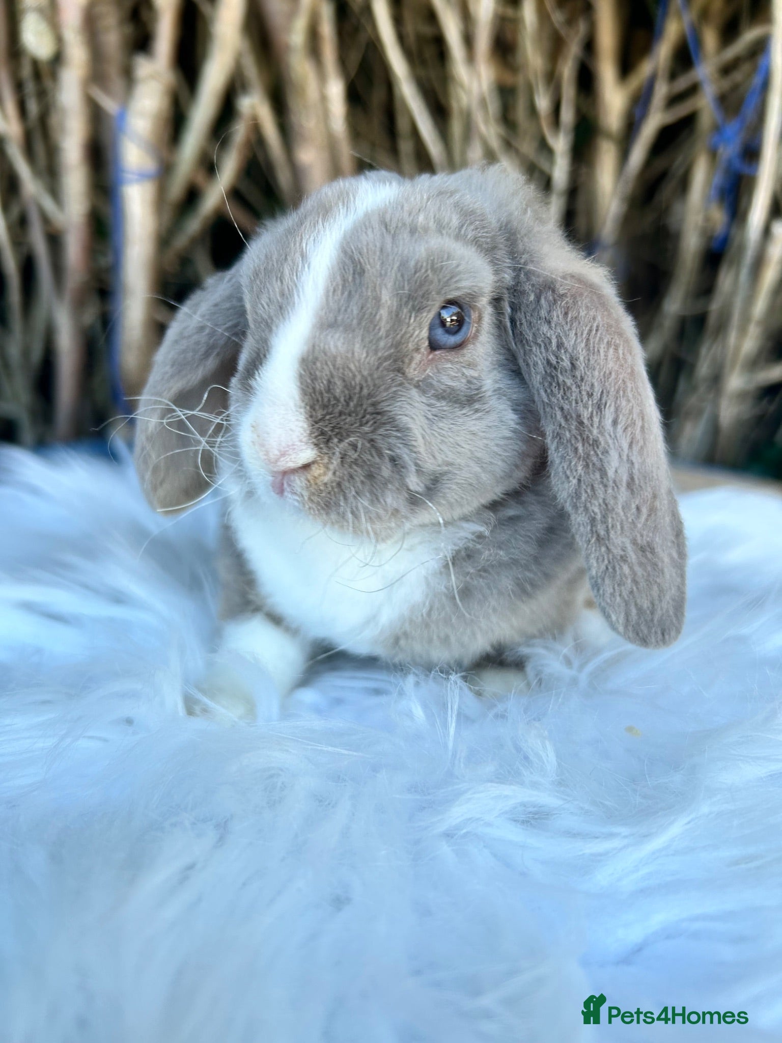 Mini Lop rabbits 🦋 Mini plush lop Babys 🦋 - Advert 1