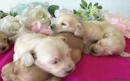 Miniature Dachshund dogs for sale: K.C Registered L/H Dachshund  - Image 8