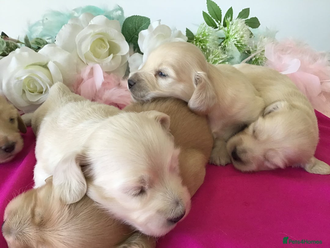 Miniature Dachshund dogs for sale: K.C Registered L/H Dachshund  - Image 8