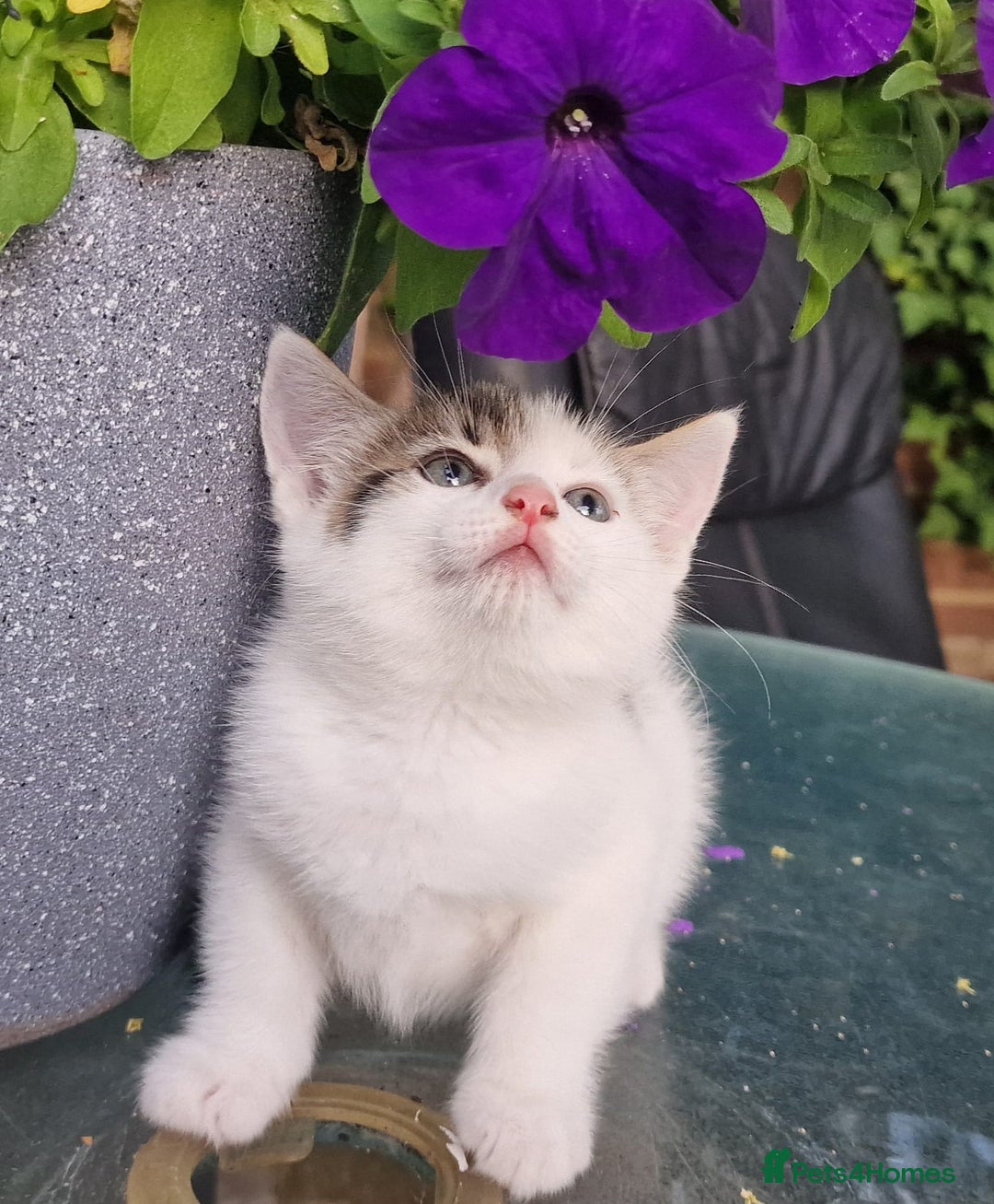 British Shorthair cats for sale: 5 kittens for sale( 4 female ,1 male - Image 4