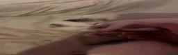 Mixed Breed cats for sale: Beautiful kittens  - Advert 8
