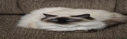 Ragdoll cats for sale: One Female Ragdoll Kitten left - Advert 7
