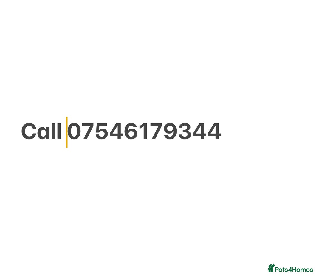 Cavapoo dogs for sale: Little Girl Needs A New Sofa To Call Home - Image 4
