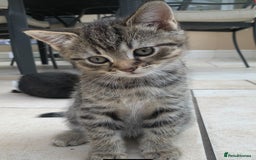 British Shorthair cats for sale: 3 British shorthair x tabby  - Image 3