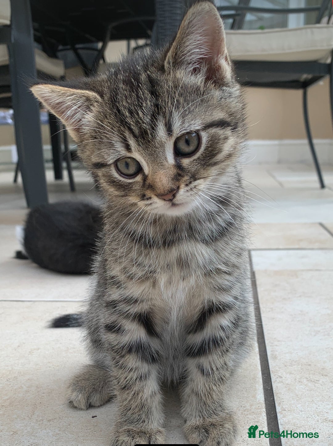 British Shorthair cats for sale: 3 British shorthair x tabby  - Image 3