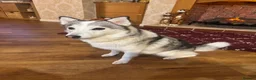 Pomsky dogs for sale: Female pomsky 2 years old - Advert 11