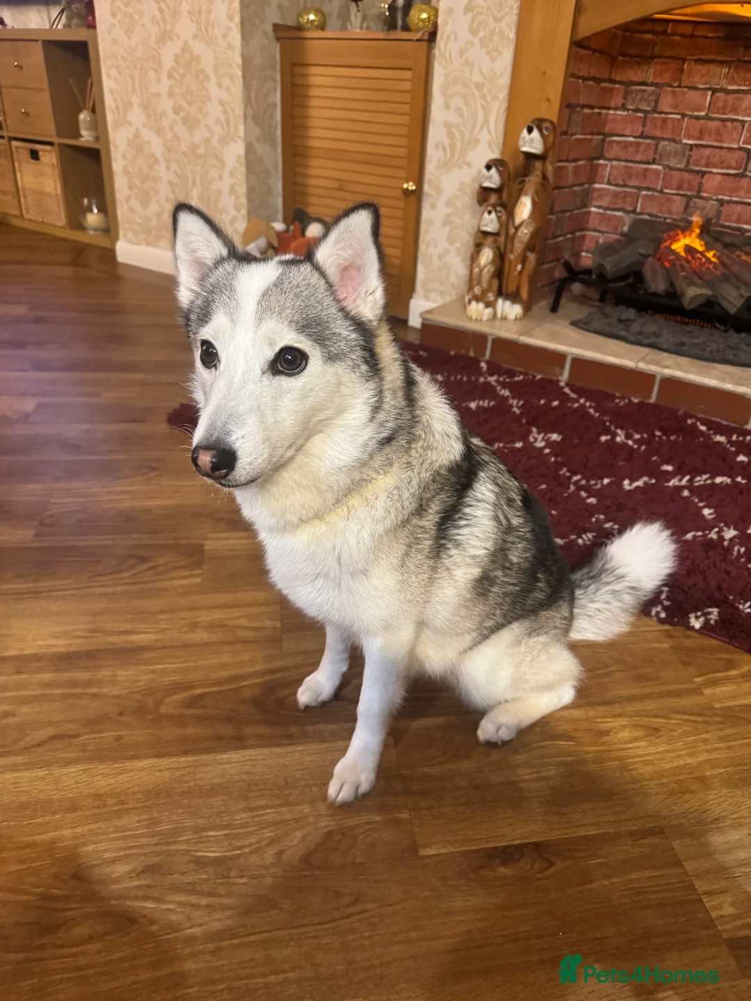 Pomsky dogs for sale: Female pomsky 2 years old - Advert 11