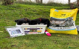 Labrador Retriever dogs for sale: 1 Black Labrador bitch left ready to go now  - Image 24