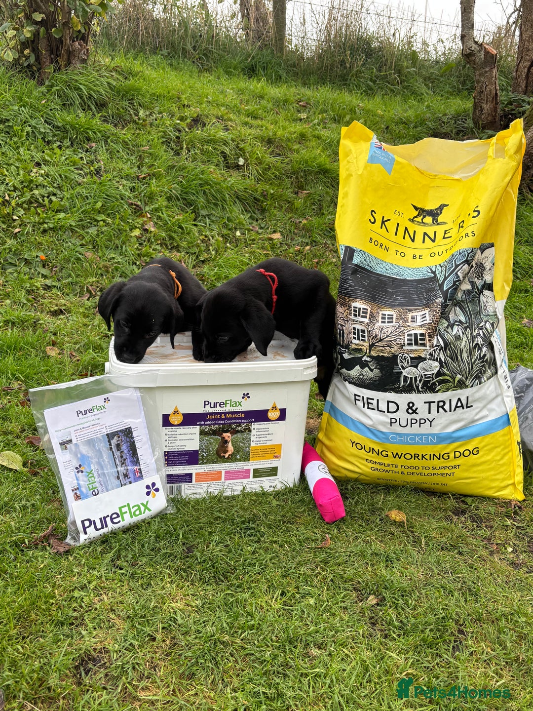 Labrador Retriever dogs for sale: 1 Black Labrador bitch left ready to go now  - Image 24