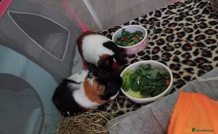 Guinea Pig rodents - Advert 1
