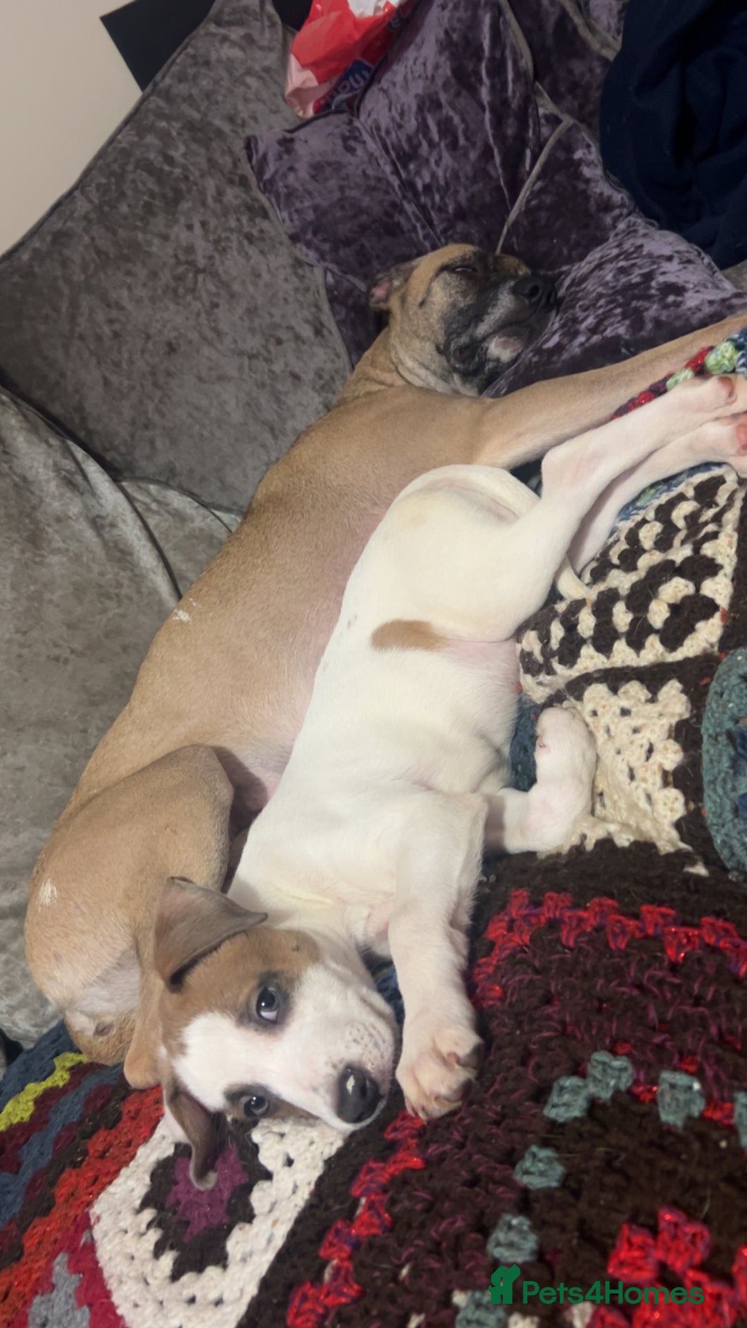 Mixed Breed dogs for sale: belgian malinois  X whippets  - Advert 1