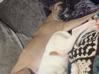 Mixed Breed dogs belgian malinois X whippets - Advert 1