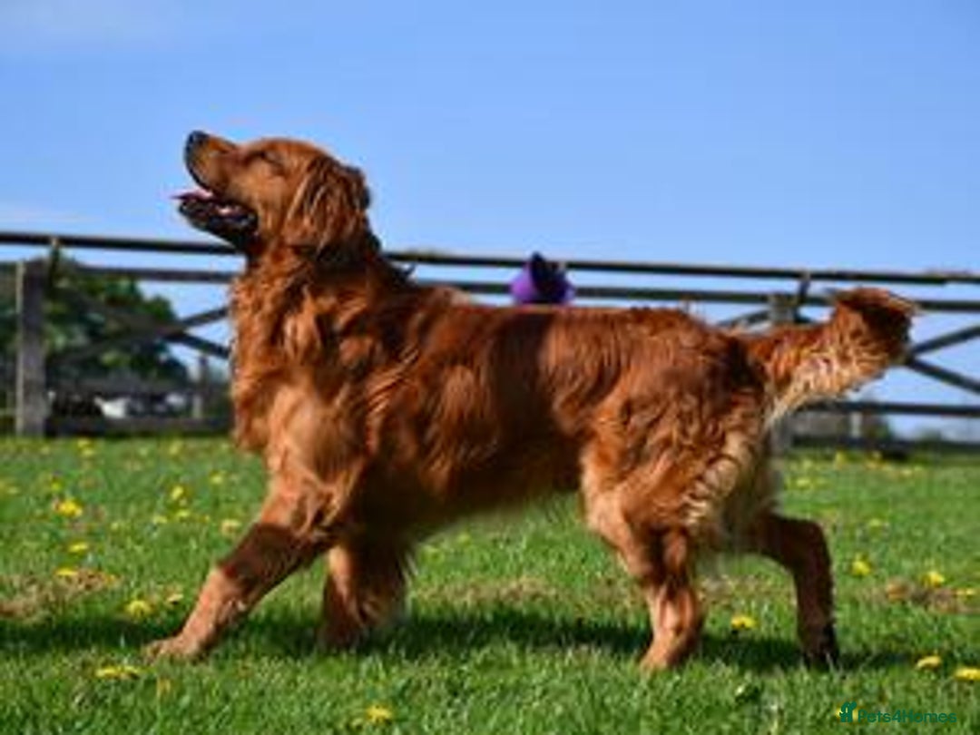 Golden Retriever dogs for sale: Stunning KC Golden Retrievers  - Advert 4
