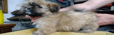 Lhasa Apso Puppy She Ra