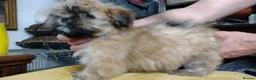 Lhasa Apso dogs for sale: 6 Lhasa Apso Puppies ready to leave now! - Advert 11