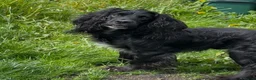 Cocker Spaniel dogs for sale: Cocker spaniel  in Montgomery - Advert 6
