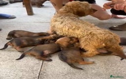 Dachshund dogs for sale: Standard Wirehaired Dachshund (Teckel) Pups - Image 7