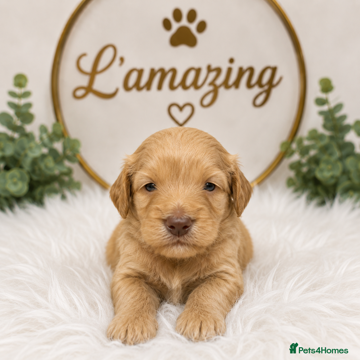 Cockapoo dogs 5* rated licensed vet approved F2b Toy Mini pups - Advert 2