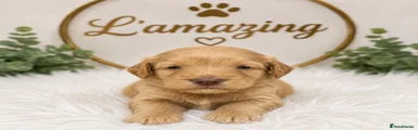 Cockapoo Puppy 4