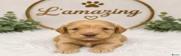 Cockapoo dogs for sale: 5* rated licensed vet approved F2b Toy Mini pups - Advert 2