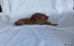 Cocker Spaniel dogs for sale: Gorgeous red cocker spaniels puppies  - Image 26