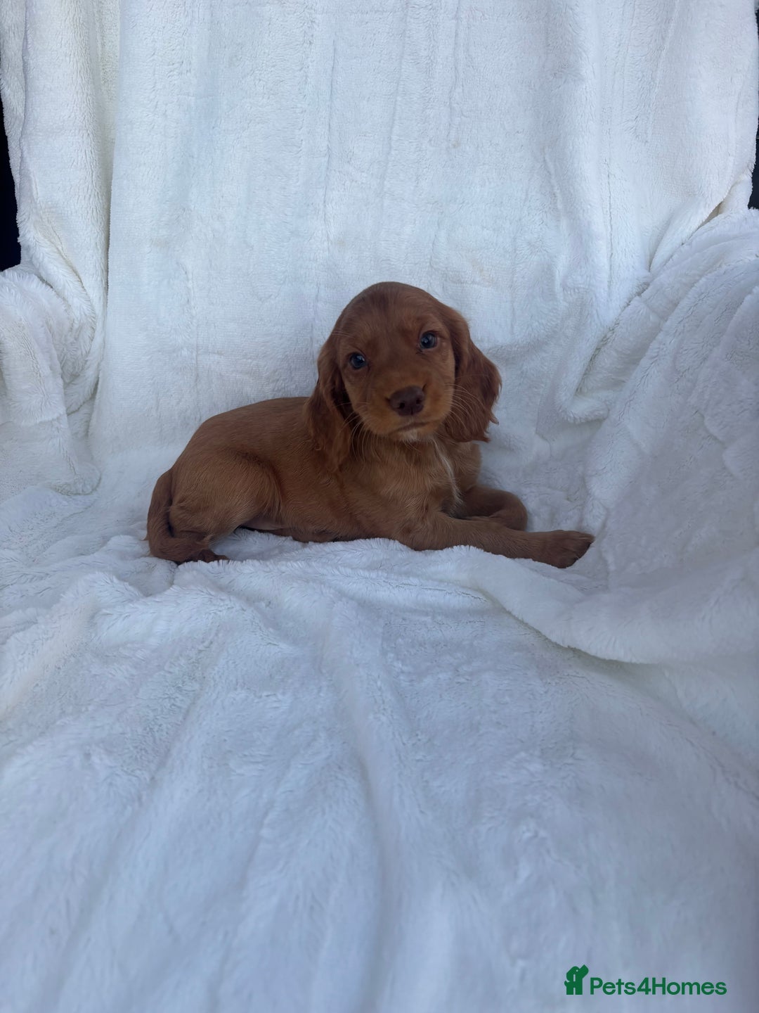 Cocker Spaniel dogs for sale: Gorgeous red cocker spaniels puppies  - Image 26
