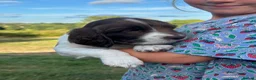 English Springer Spaniel dogs for sale: KC registered family friendly Springer Spaniels - Advert 14