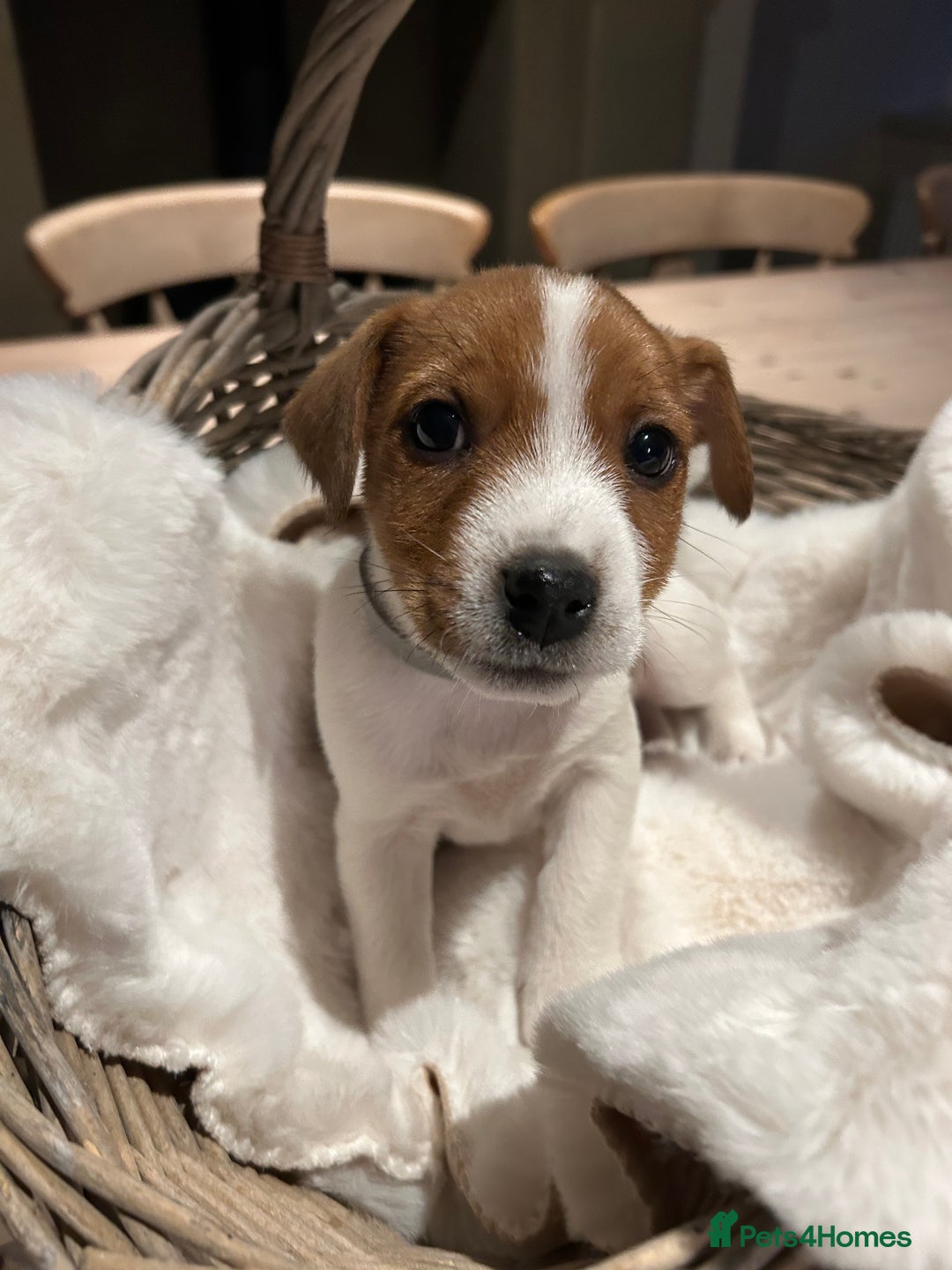 Mixed Breed dogs for sale: Parson / Jack Russell puppies - Advert 6