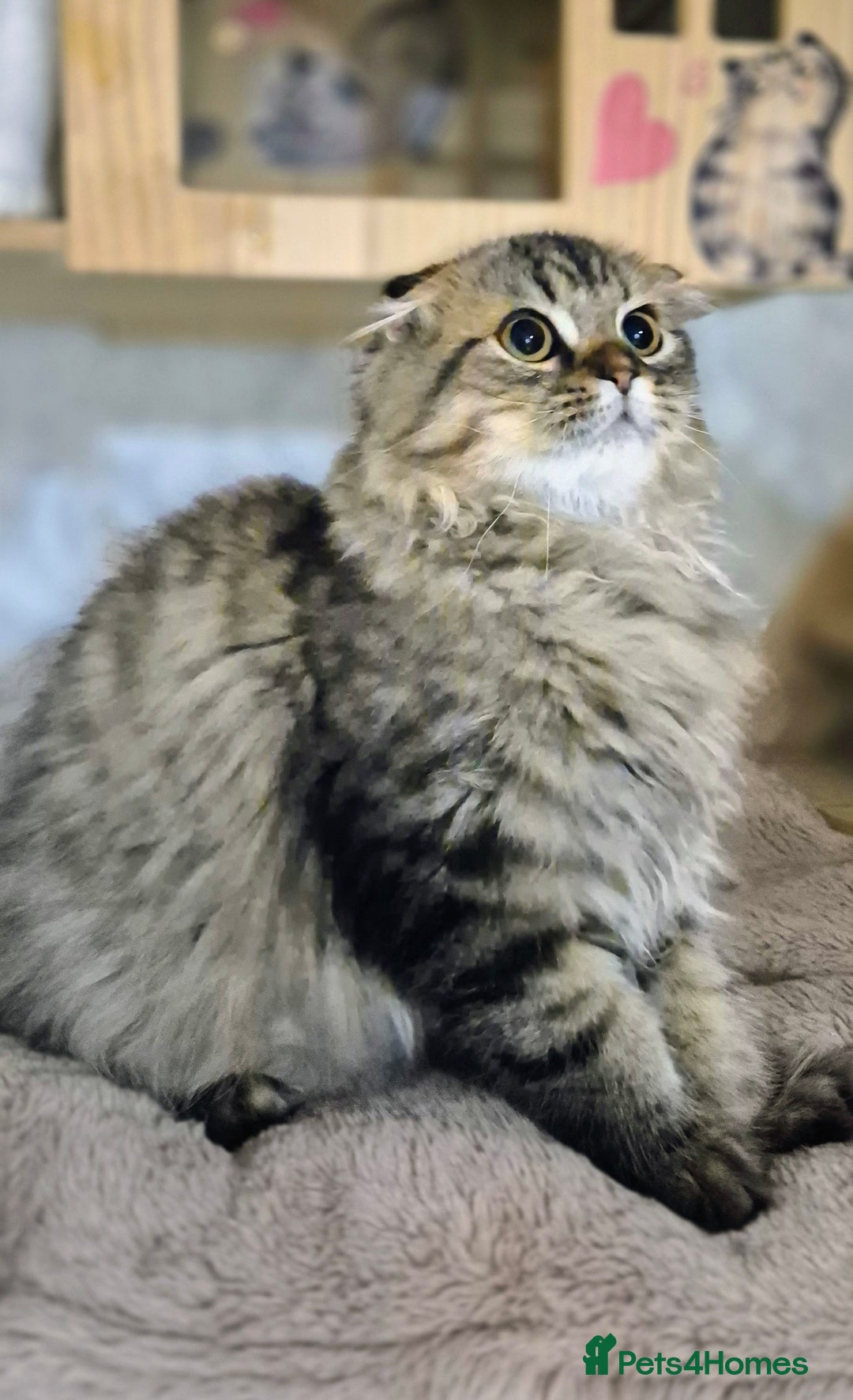 Scottish Fold cats for sale: 2 boys left! TICA registered Scottish Fold - Image 31