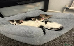 Mixed Breed cats for sale: Beautiful kittens ready for 5/11/28 - Image 21