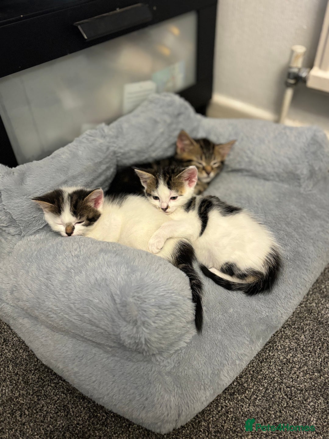 Mixed Breed cats for sale: Beautiful kittens ready for 5/11/28 - Image 21